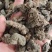 中药材草河车～拳参～1公斤起售～量大从优
