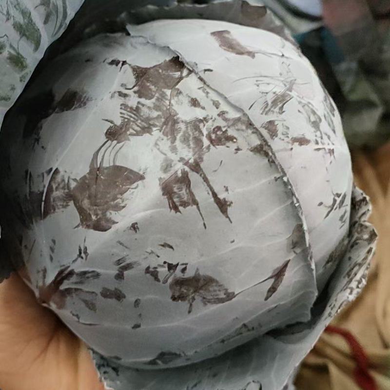 紫甘蓝，河北优质紫甘蓝，个头均匀，货源充足，欢迎下单