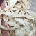 玉簪花玉簪根干货无硫不满意可退换货