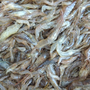 河虾