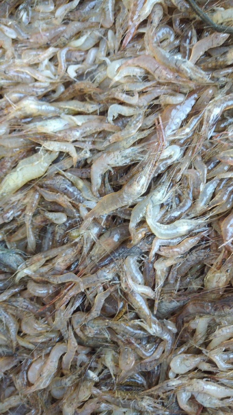 河虾
