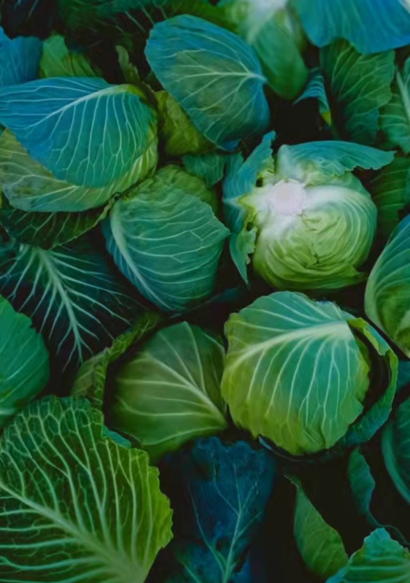 湖北精品圆包菜甘蓝1.5-2斤质量保证！一手货源