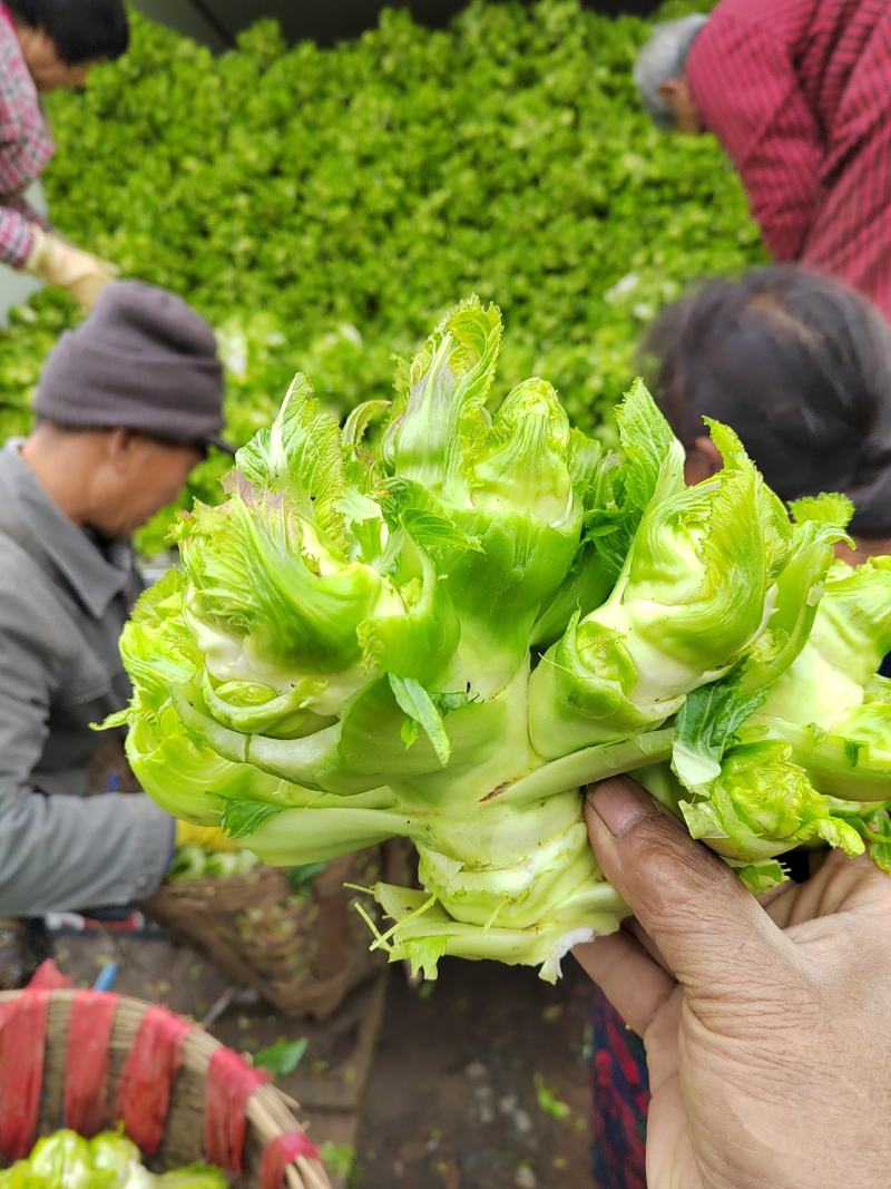 儿菜四川儿菜精品儿菜量大从优基地供应