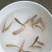 虹鳟鱼苗三文鱼鱼苗虹鳟金鳟批发零售