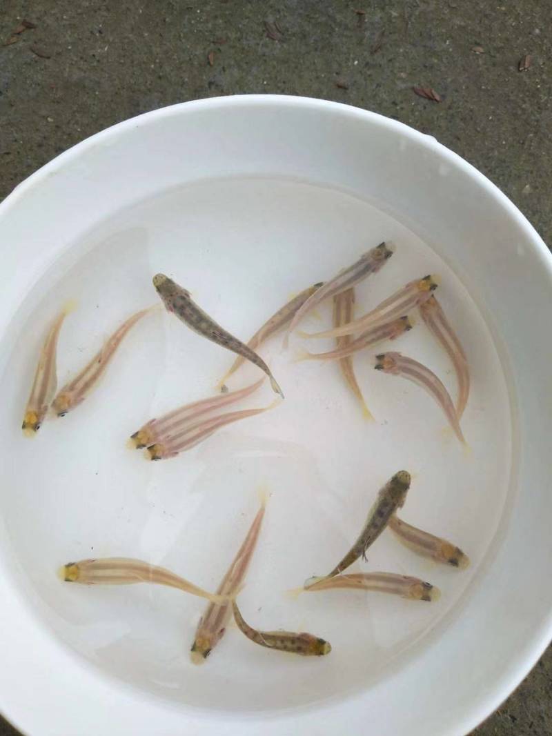 虹鳟鱼苗三文鱼鱼苗虹鳟金鳟批发零售