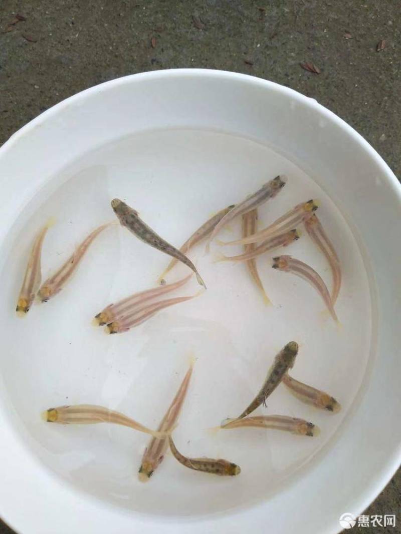 虹鳟鱼苗三文鱼鱼苗虹鳟金鳟批发零售