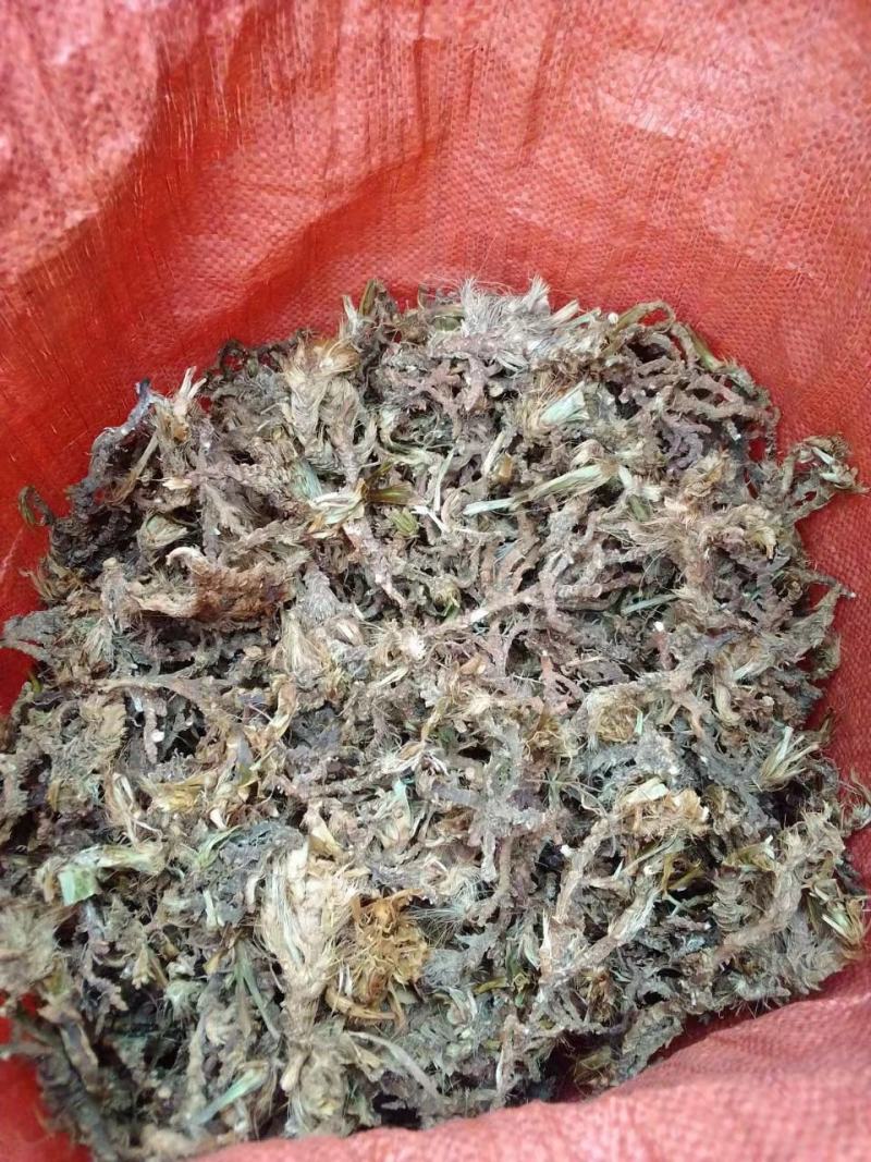 确保品质石菖蒲货源正规价格美丽欢迎电话咨询