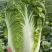 大白菜黄心大白菜基地大量供应精品大白菜长期有货