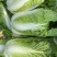 大白菜黄心大白菜基地大量供应精品大白菜长期有货