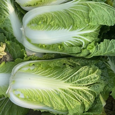 大白菜黄心大白菜基地大量供应精品大白菜长期有货