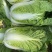 大白菜黄心大白菜基地大量供应精品大白菜长期有货