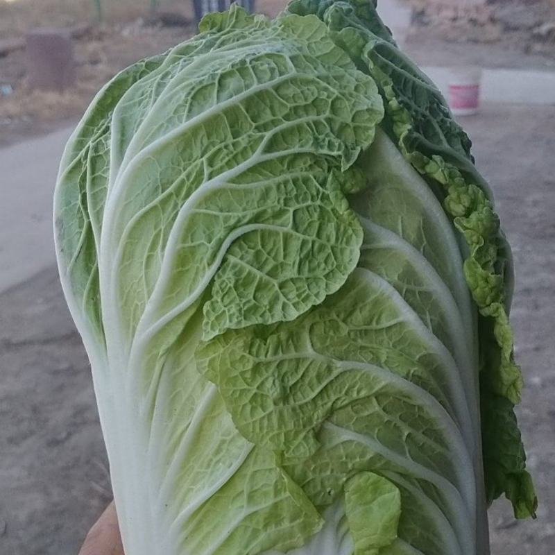 娃娃菜，黄心娃娃菜，产地直发/一手货源！