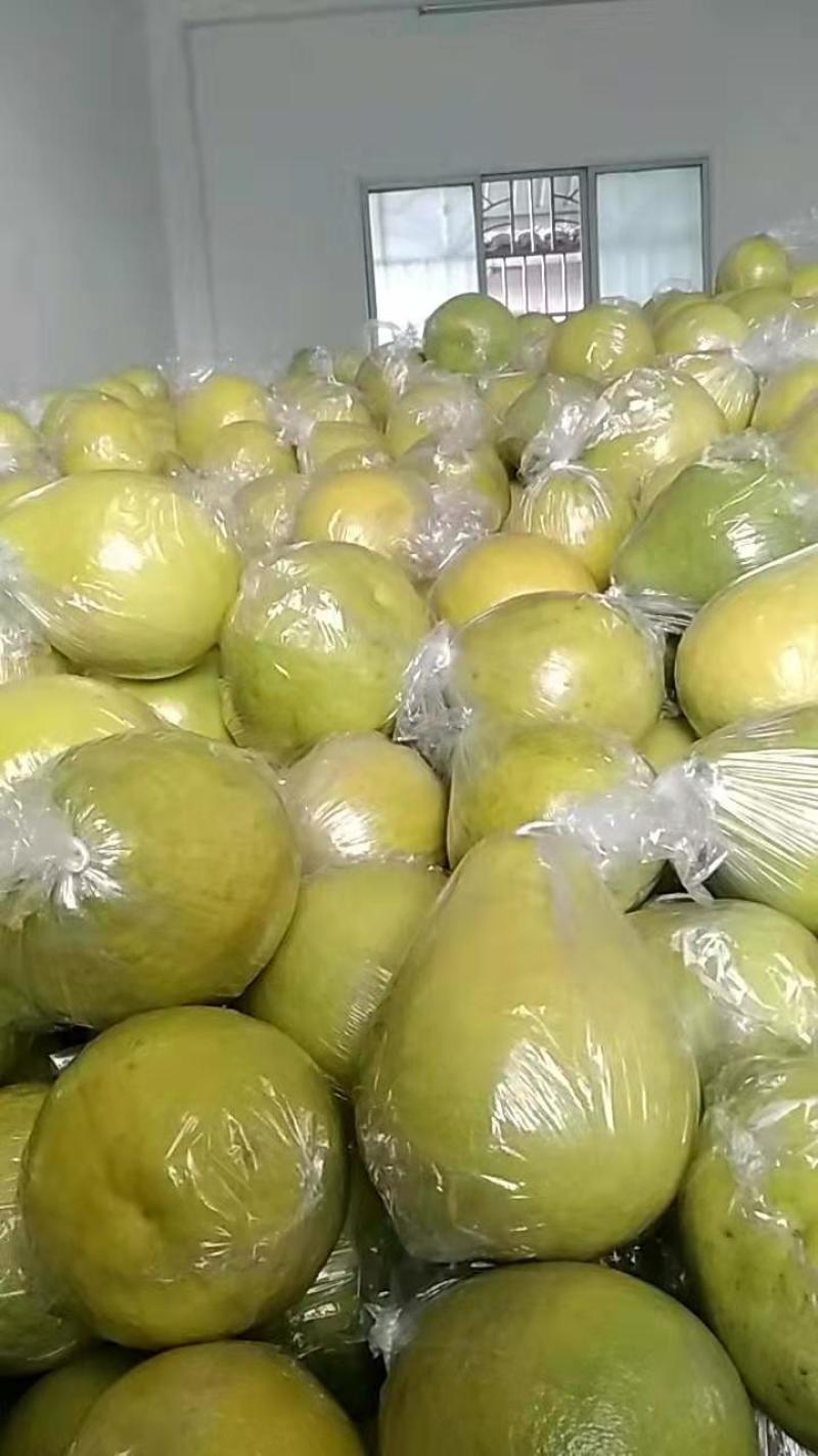江永10年老树柚