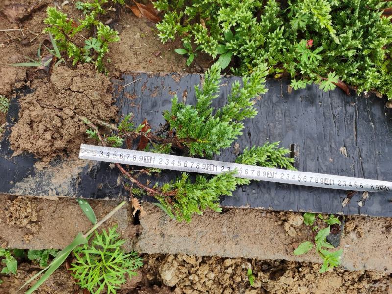 铺地柏江苏沭阳基地直发无中间商有需要的联系我