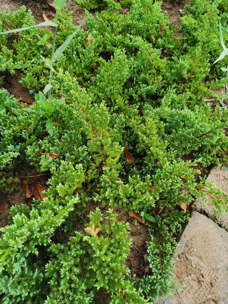 铺地柏江苏沭阳基地直发无中间商有需要的联系我