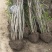丛生紫荆江苏沭阳基地直供无中间商有需要联系