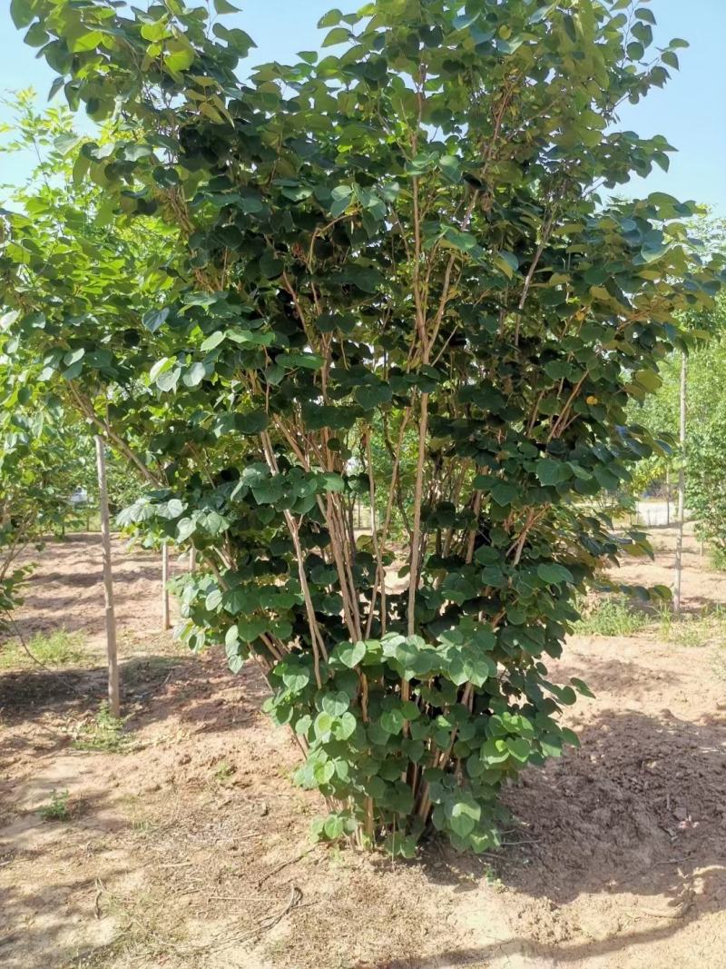 丛生紫荆江苏沭阳基地直供无中间商有需要联系