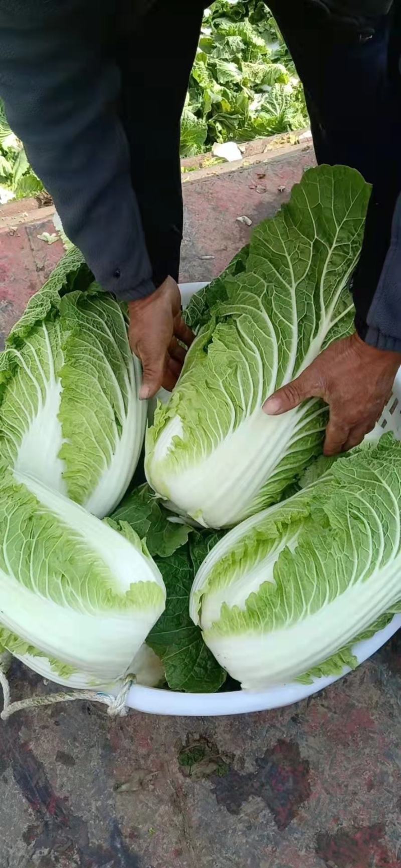 河北蔬菜基地大量黄心白菜正在热销中，色泽鲜绿，口感脆甜。