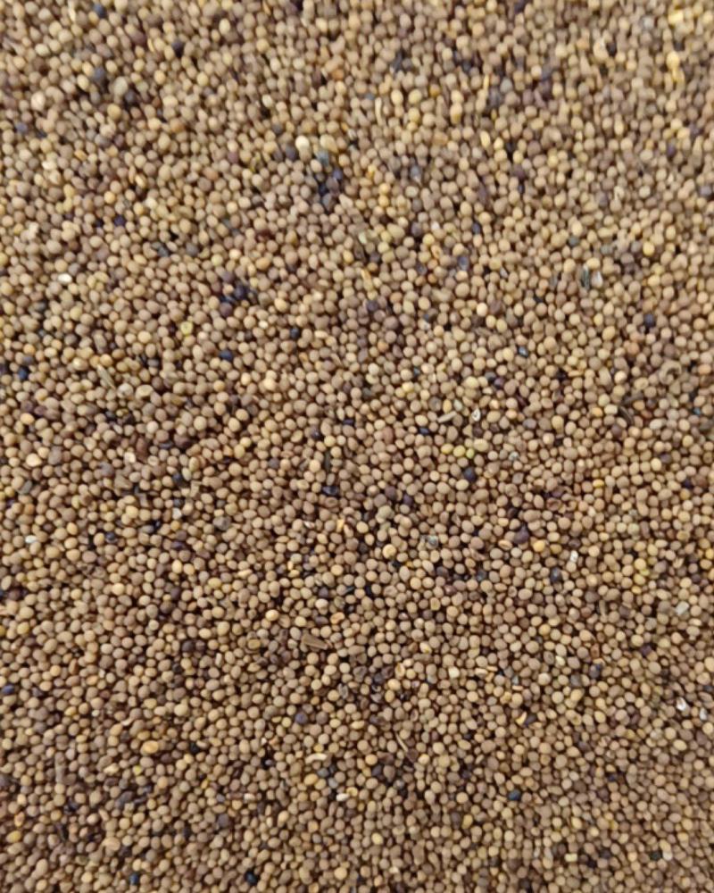同奎中药材商行水洗菟丝子内蒙产地量大从优
