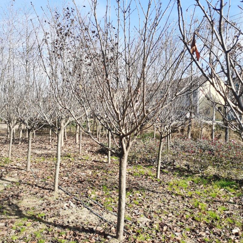 日本晚樱江苏沭阳基地直供无中间商有需要联系我