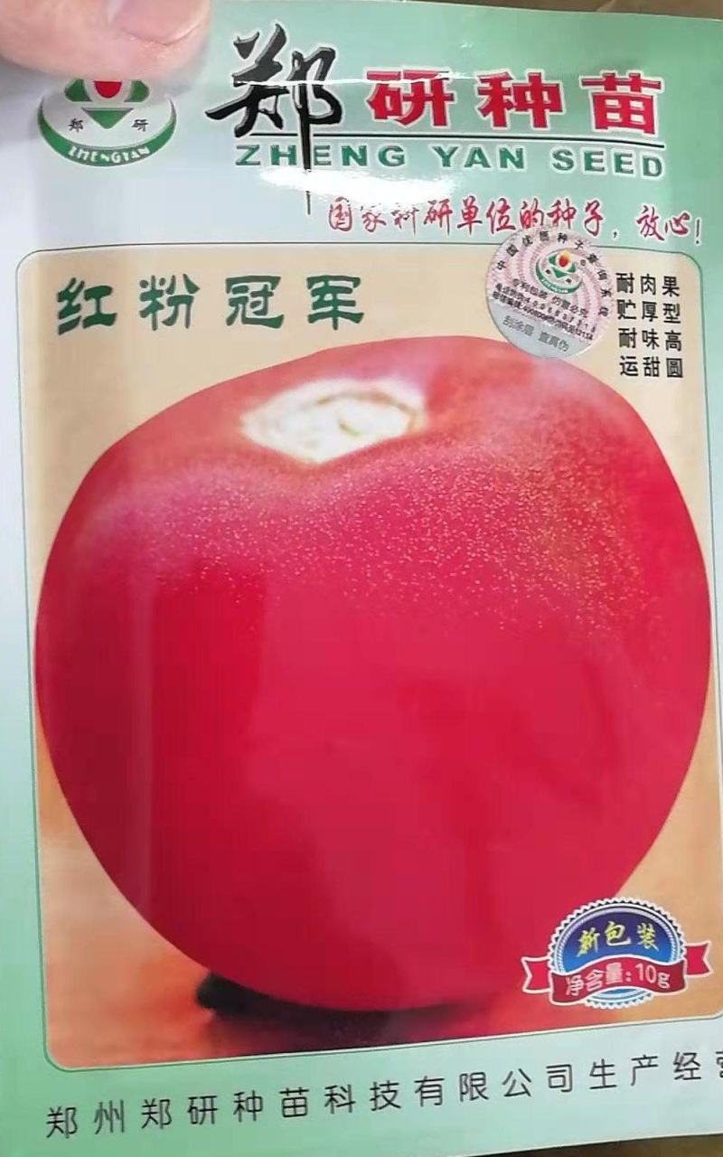 郑研红粉冠军西红柿种子，2000粒