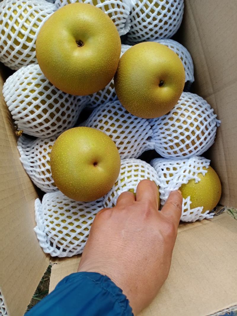 脆冠梨、园黄梨、黄花、香兰、华梨大量上市，支持电商。
