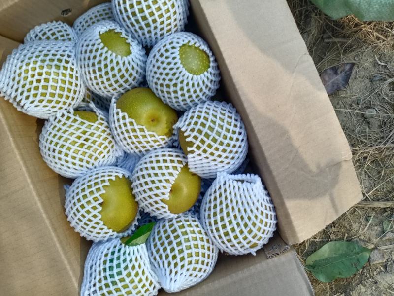 脆冠梨、园黄梨、黄花、香兰、华梨大量上市，支持电商。