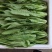 精品油麦菜叶片大颜色绿粗细均匀基地直发