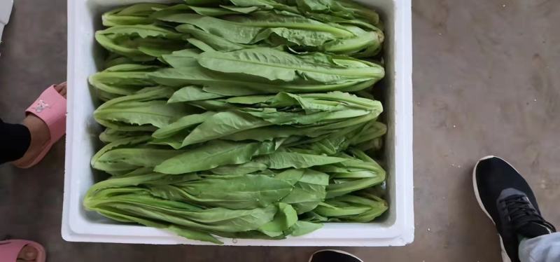 精品油麦菜叶片大颜色绿粗细均匀基地直发
