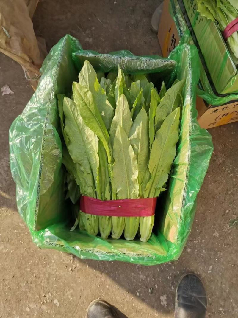 精品油麦菜叶片大颜色绿粗细均匀基地直发