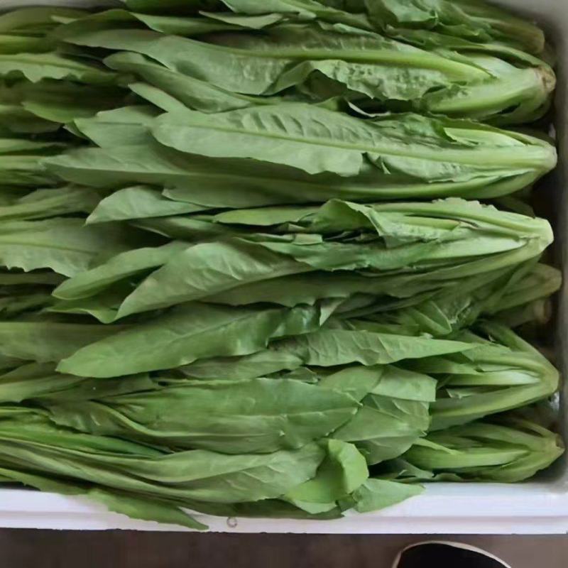 精品油麦菜叶片大颜色绿粗细均匀基地直发
