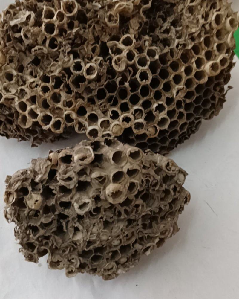 蜂房峰房产地山东马蜂窝蜂房批发各种中药材量大从优