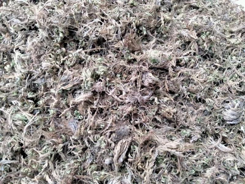 卷柏还魂草不死草一站购量大从优产地直供货源充足