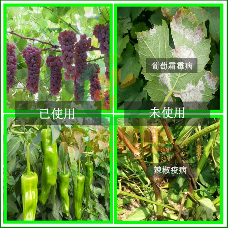 德国拜耳银法利氟吡菌胺霜霉威霜霉病晚疫病农药杀菌剂