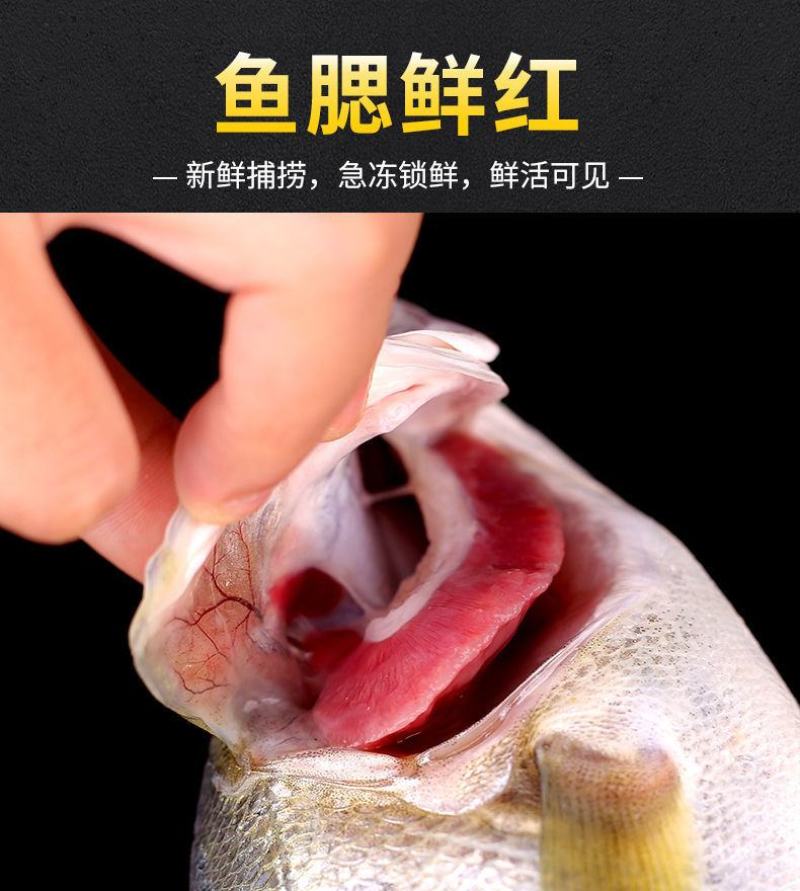 【包邮10斤鲈鱼】批发4斤5斤新鲜海产水鲜大海鲈鱼多规格