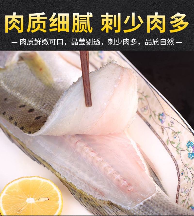 【包邮10斤鲈鱼】批发4斤5斤新鲜海产水鲜大海鲈鱼多规格