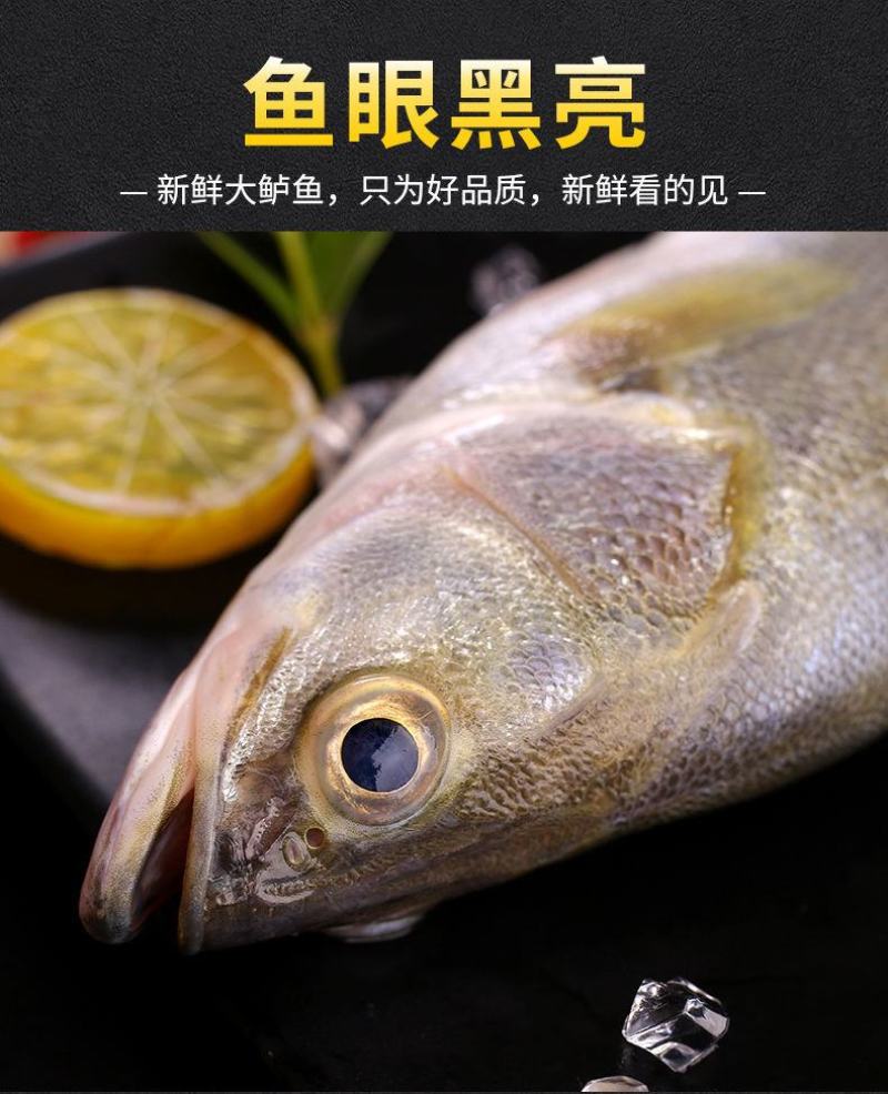 【包邮10斤鲈鱼】批发4斤5斤新鲜海产水鲜大海鲈鱼多规格