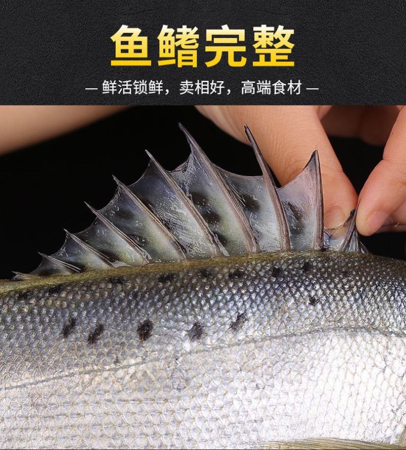 【包邮10斤鲈鱼】批发4斤5斤新鲜海产水鲜大海鲈鱼多规格