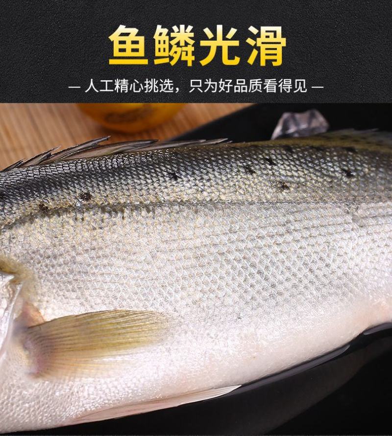 【包邮10斤鲈鱼】批发4斤5斤新鲜海产水鲜大海鲈鱼多规格