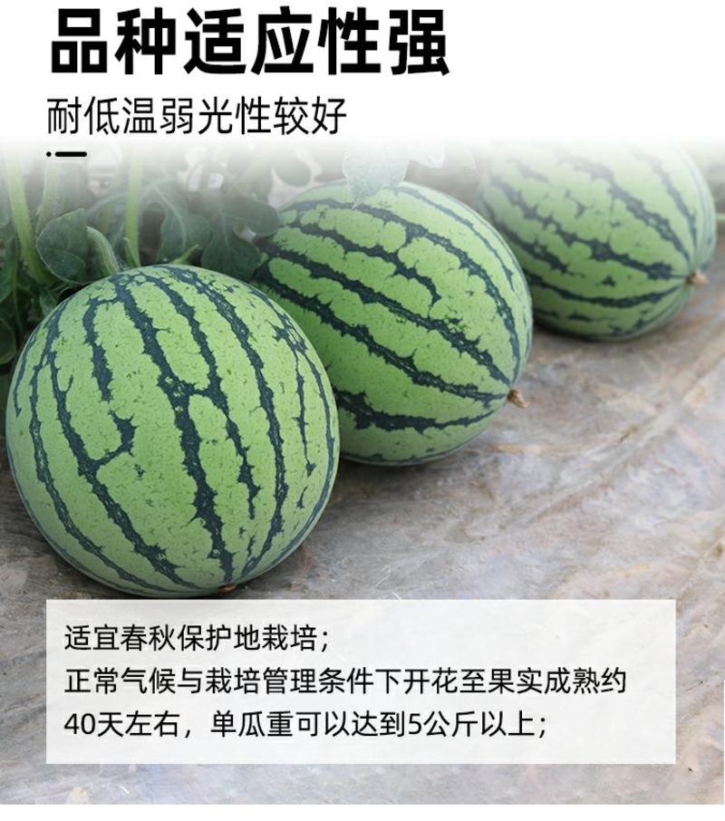 美都西瓜种子瓤色红单瓜可达5公斤以上果型圆脆甜多汁耐运输