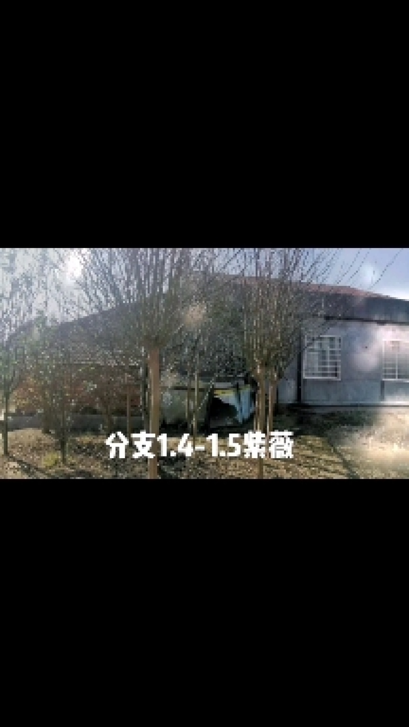 紫薇各种规格各种分支点全冠截干各种规格