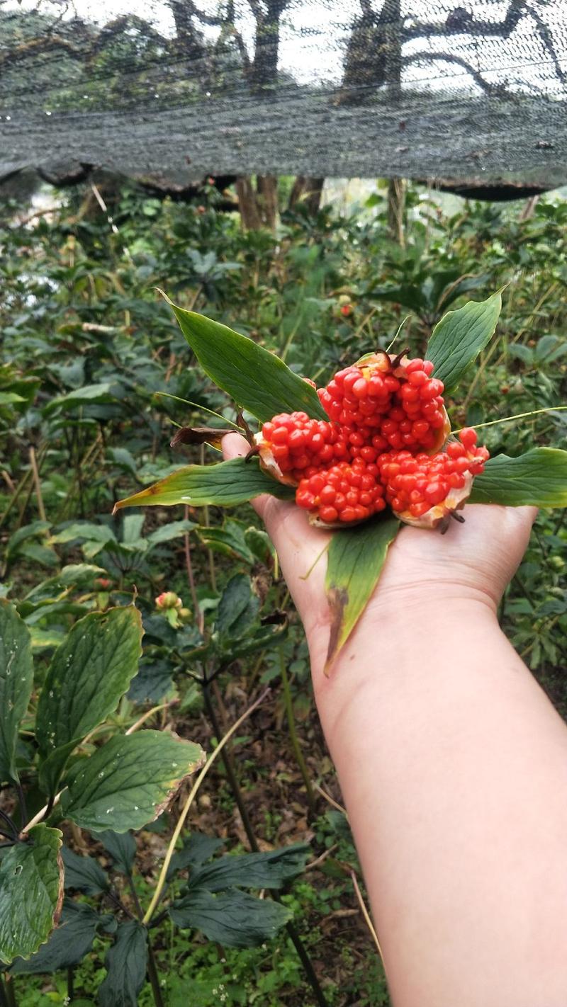 大滇高杆独牙早熟品种，种子接受预定