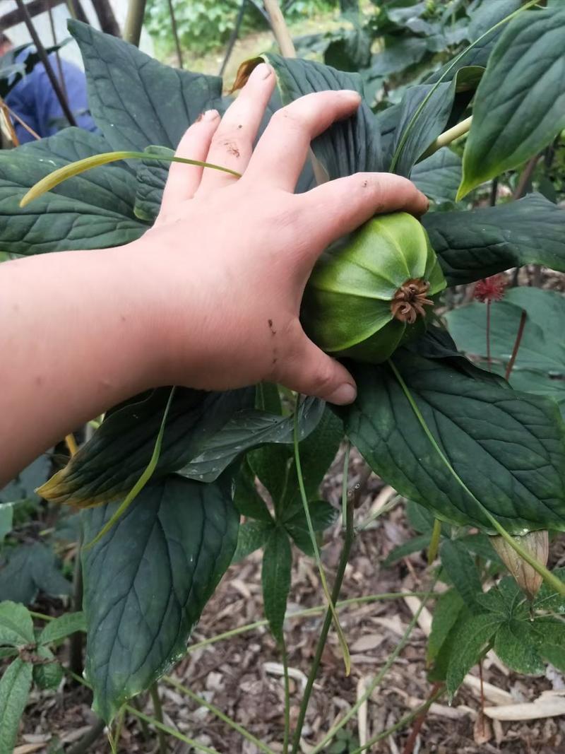 大滇高杆独牙早熟品种，种子接受预定