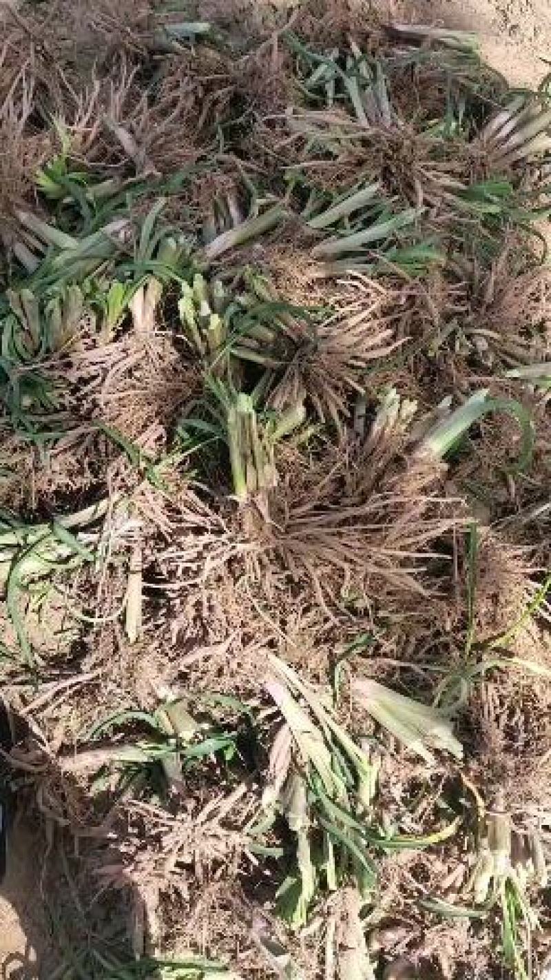 黄花菜苗金针菜苗种苗高产品种万亩基地