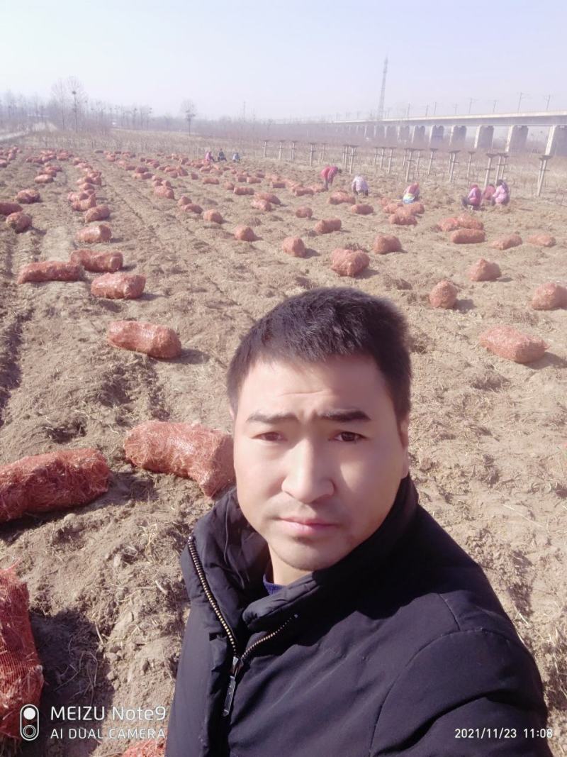 黄花菜苗金针菜苗种苗高产品种万亩基地