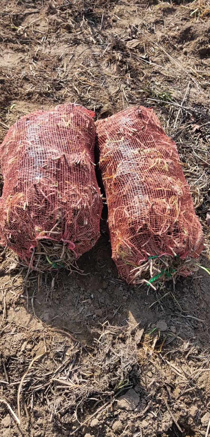 黄花菜苗金针菜苗种苗高产品种万亩基地
