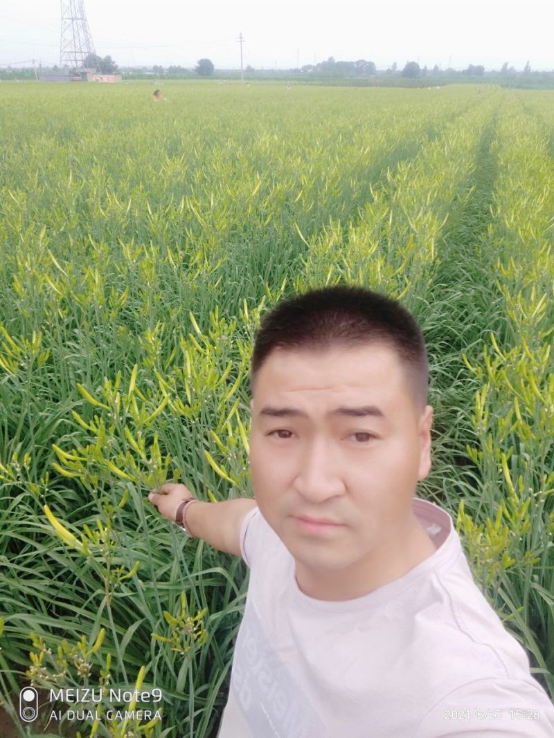 黄花菜苗金针菜苗种苗高产品种万亩基地