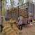 黄花菜苗金针菜苗种苗高产品种万亩基地