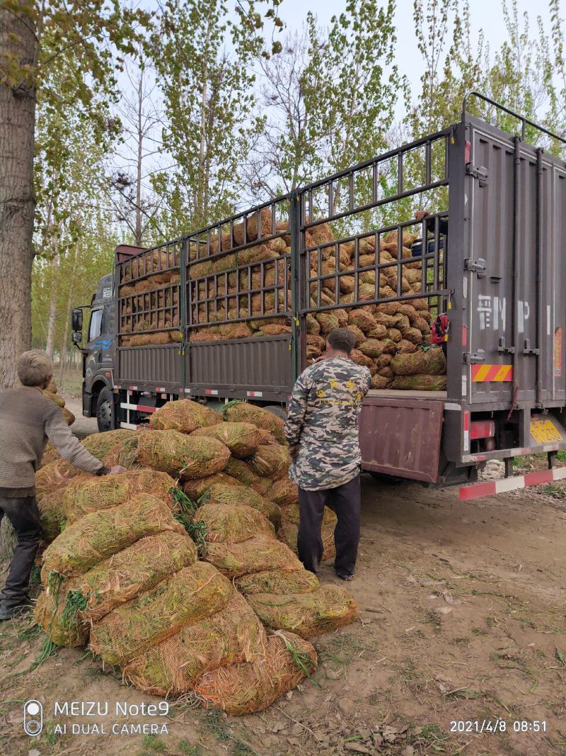 黄花菜苗金针菜苗种苗高产品种万亩基地