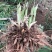 黄花菜苗金针菜苗种苗高产品种万亩基地